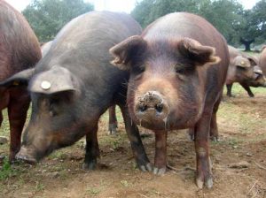 cerdo iberico para exportacion